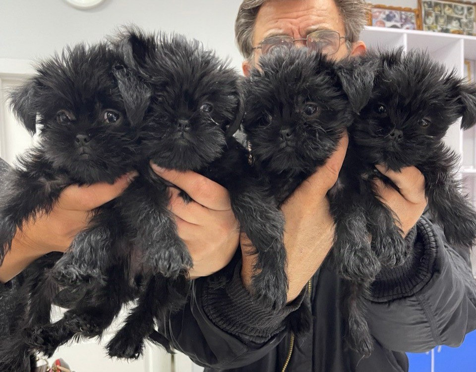 Щенки аффенпинчера - редкой породы. Affen - собака обезьянка. Днепр - изображение 4