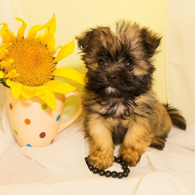 Український колор той для продажу Киев - изображение 2