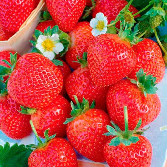 Продам полуницю Сквира - зображення 7