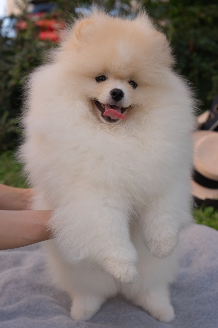 Померанський шпіц хлопчик 4 місяці Київ - зображення 6