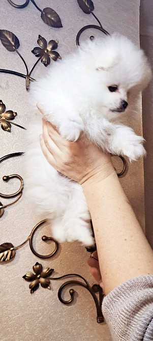 Міні і стандарт померанський шпіц. Хлопчики і дівчинка Київ - зображення 2