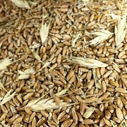 Куплю зерноотходы. Самовывоз Чернігів