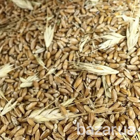 Куплю зерноотходы. Самовывоз Чернігів - зображення 1