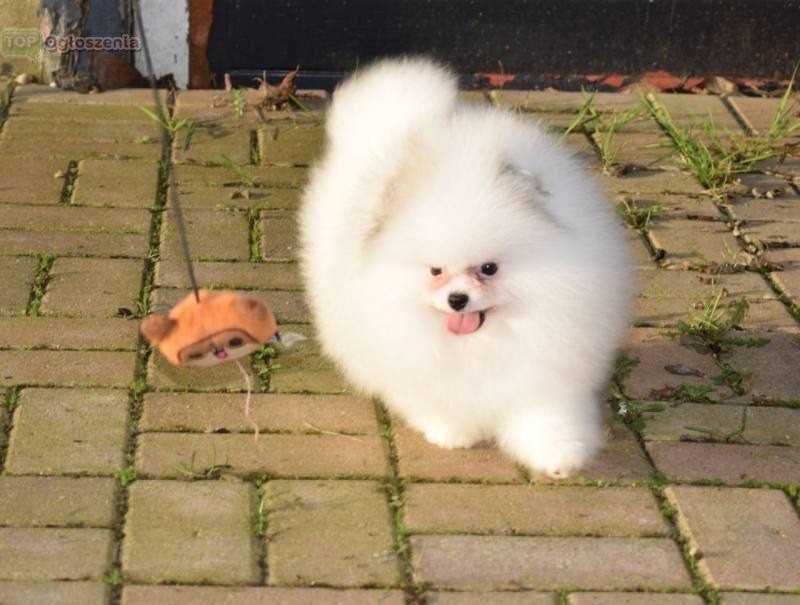 Чистокровні цуценята померанського шпіца Киев - изображение 1