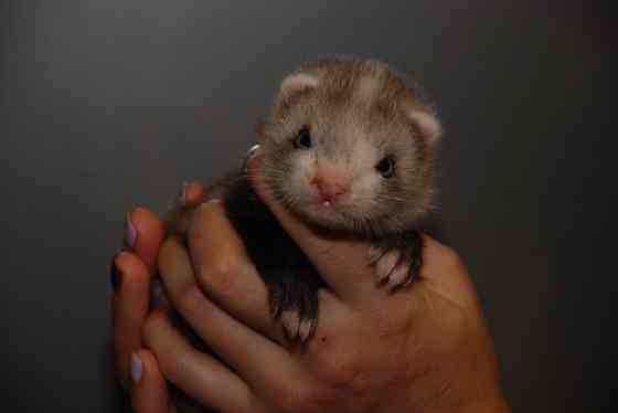 Декоративные хорьки. Окрас барсук Київ