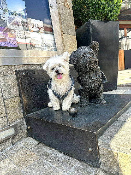 Бронзовий пам’ятник мальтійській болонці Київ - зображення 3