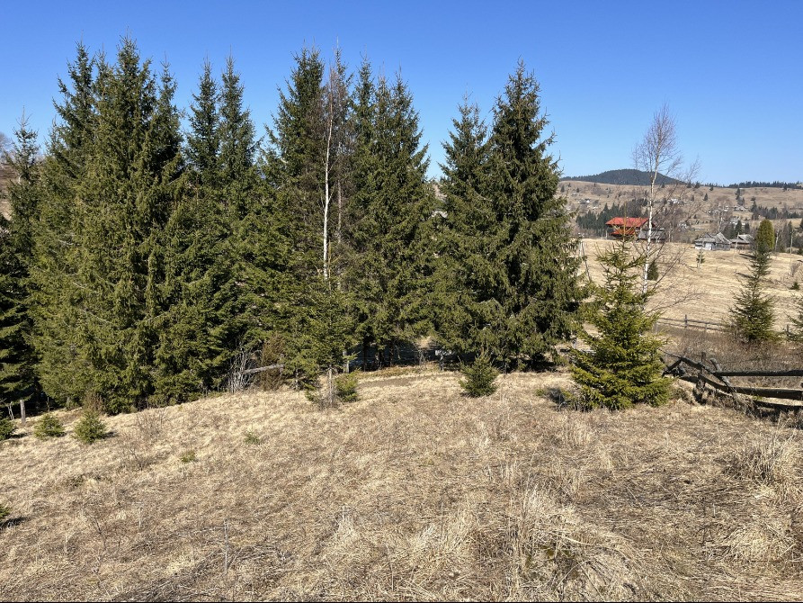 Земельна ділянка в Яблуниці 0.25 га Яремче - зображення 8