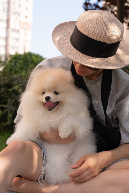 Померанський шпіц хлопчик 4 місяці Київ - зображення 12