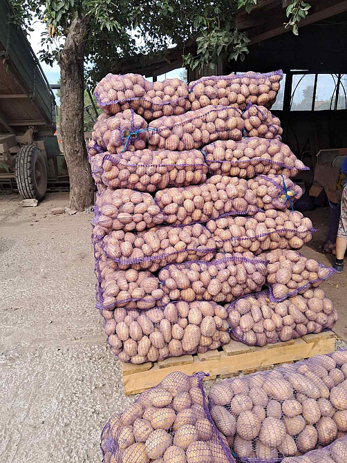 Продаємо дуже дуже смачну та розваристу картоплю вирощену на власному господарстві , сорт білароса Городня - зображення 3