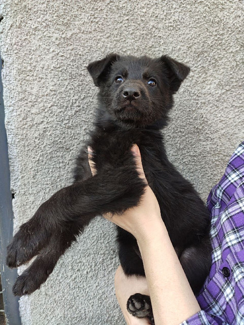 Продам вівчарок Синельниково - изображение 2