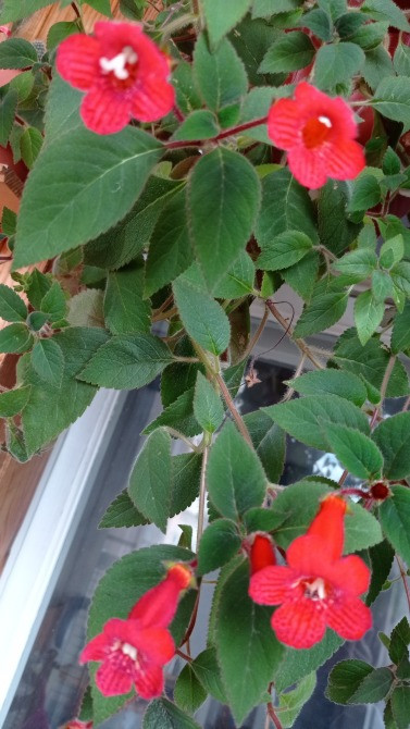 Колерия astarte цветущая с горшком Киев - изображение 4