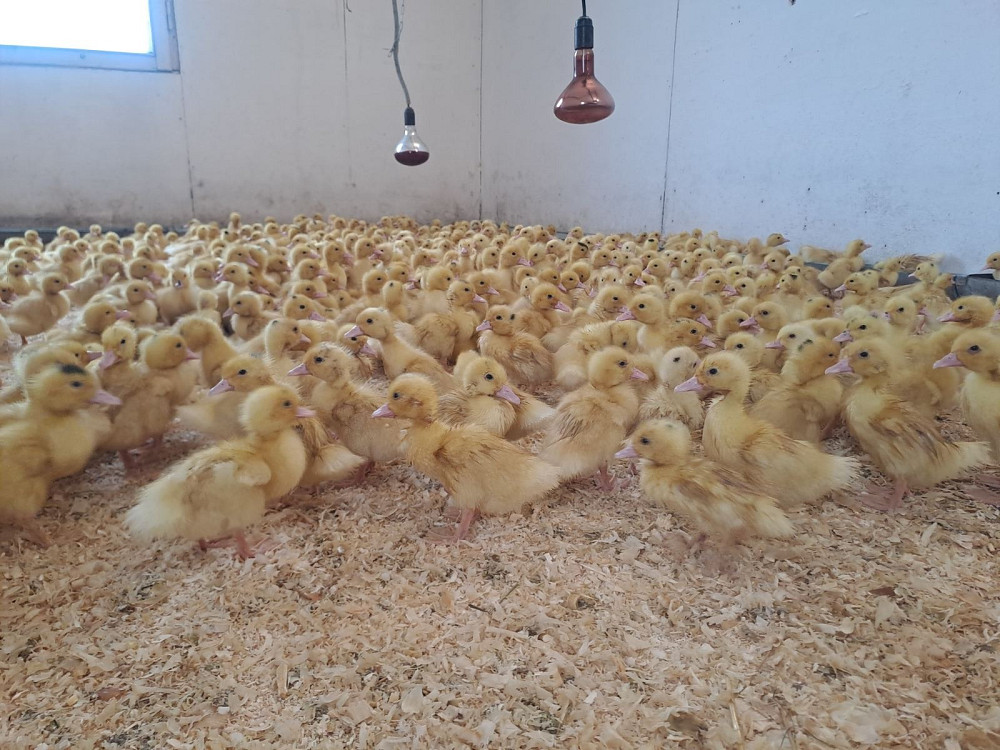 Продаються утята породи "Мулард" Кролевец - изображение 2