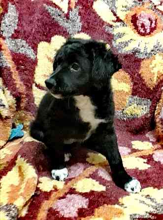 Шукаємо супервідповідальних людей для двох ксоло-дівчат у шерсті Верхнеднепровск