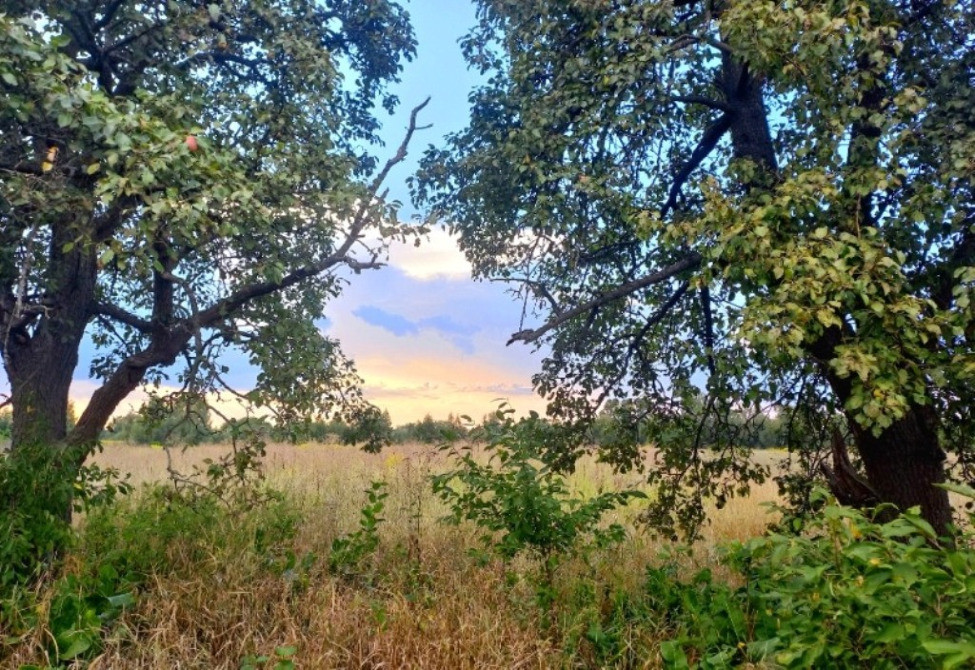 Ділянка з вигідним розташуванням. Мотижин. 20 соток Київ - зображення 2