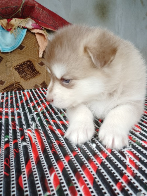 Дівчинка Помскі F1 Львов - изображение 8