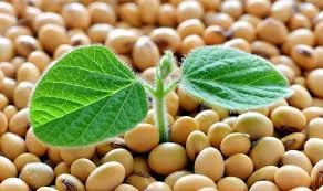 Купуємо сою по Вінницькій, Житомирській, Київській, Хмельницькій, Черкаській області. Вінниця - зображення 1