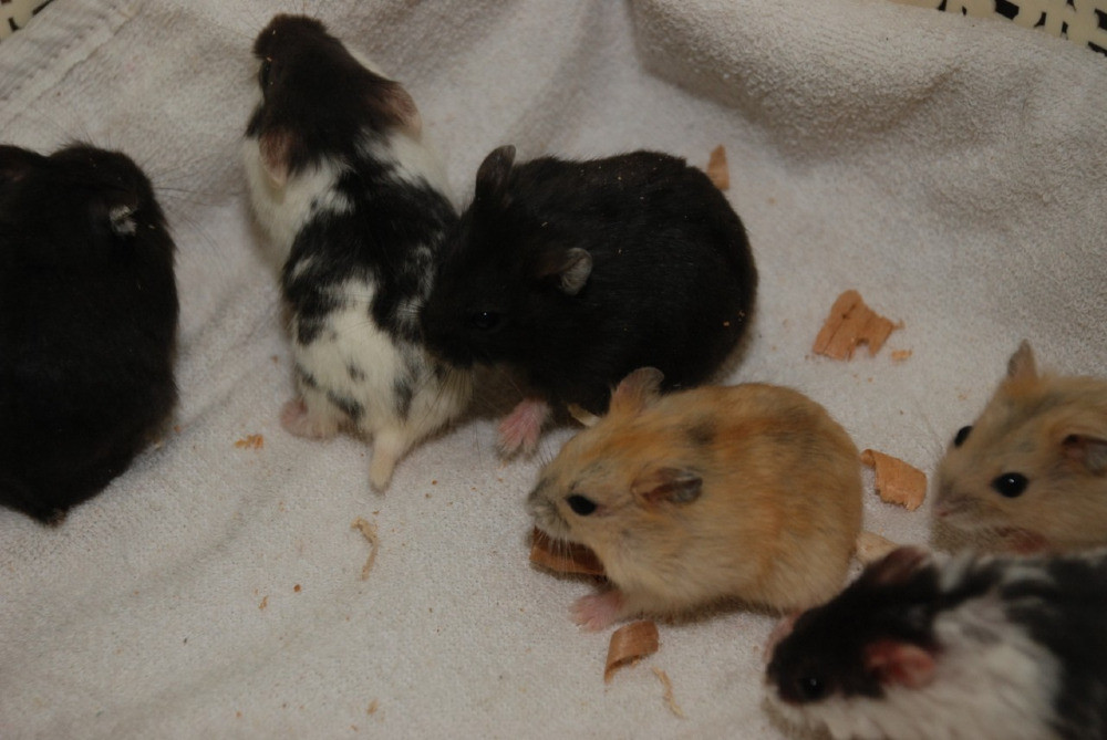 Карликовi хом'ячки Джунгарики Київ - зображення 3