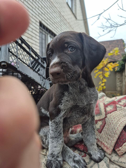 Продам цуценят Драатхар Запоріжжя - зображення 6