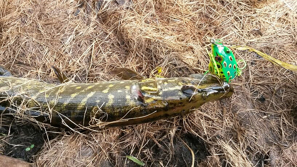 Воблер Лягушка номер 3 жаба Незацепляйка на щуку, окуня Бориспіль - зображення 2