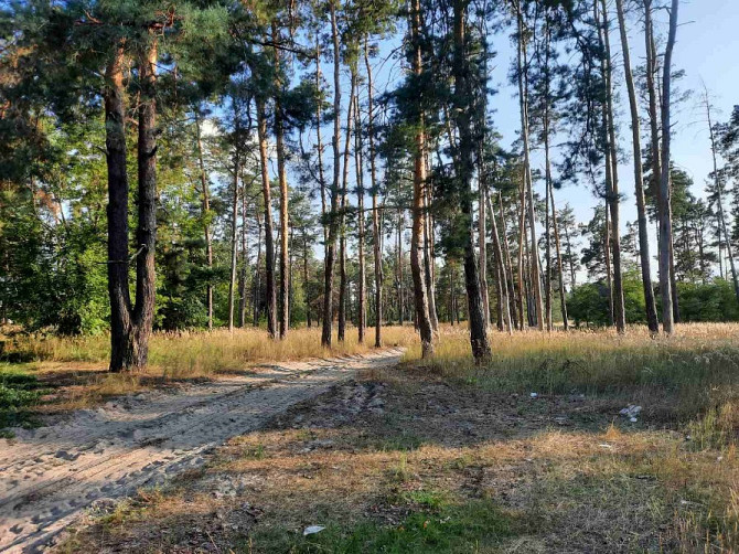 Ми пропонуємо чудову ділянку біля лісу в с. Нижча Дубечня 🌲 Вышгород - изображение 2