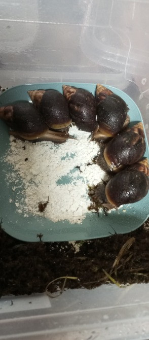 Равлик і Павлик Ахатини Фуліки шукають друзів Киев - изображение 2