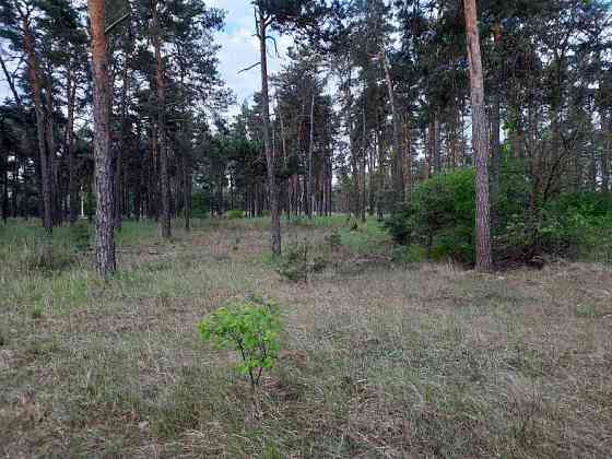 Ми пропонуємо чудову ділянку біля лісу в с. Нижча Дубечня 🌲 Вышгород