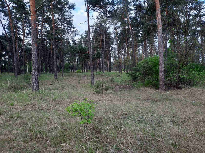 Ми пропонуємо чудову ділянку біля лісу в с. Нижча Дубечня 🌲 Вышгород - изображение 3