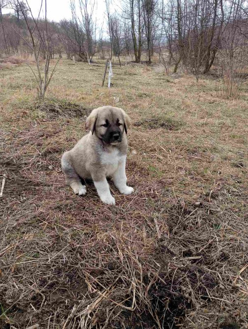 Кангал Обухов - изображение 2