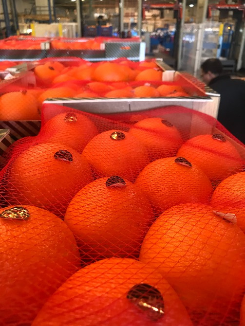 Продаем апельсины Киев - изображение 9