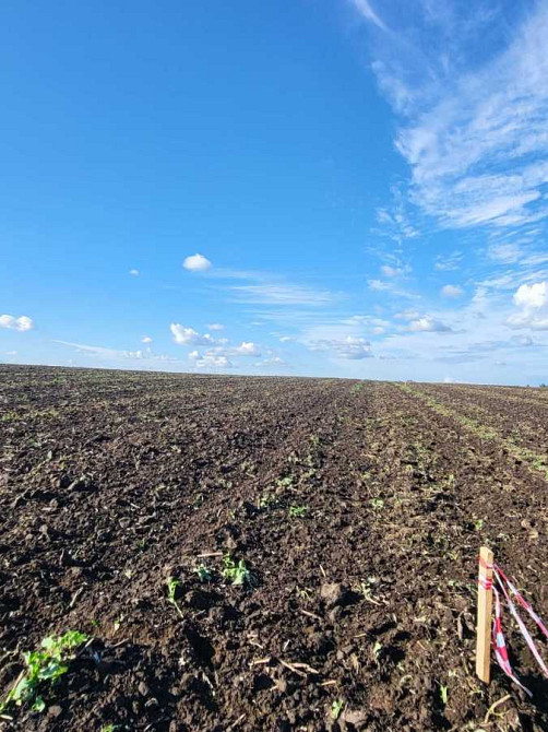 продажа участок под жилую застройку Пустомытовский, Гай, 10000 $  - изображение 2