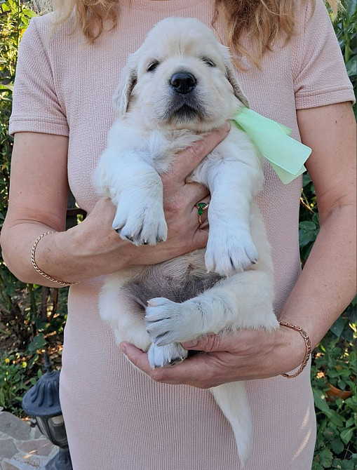 Цуценята золотистого ретрівера Ot Bahur Київ - зображення 5