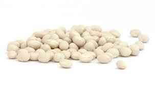 Закуповуємо квасолю для переробки та консервування Івано-Франківськ