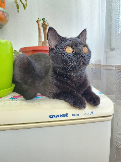 Шукаємо домівку для лагідної Цирі Харьков - изображение 1