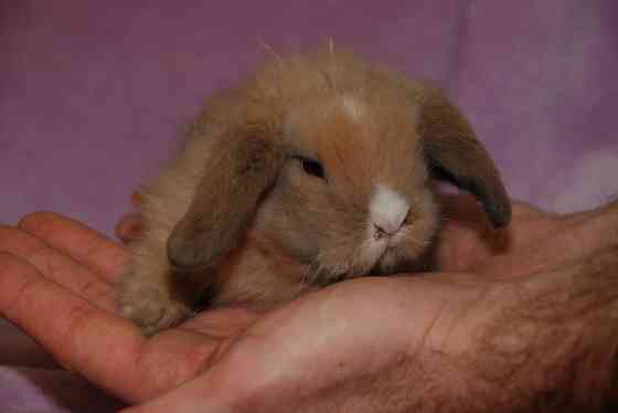 Карликовые декоративные кролики Київ