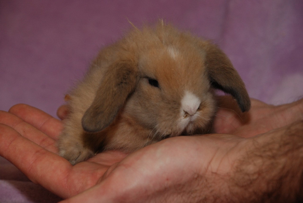 Карликовые декоративные кролики Київ - зображення 4