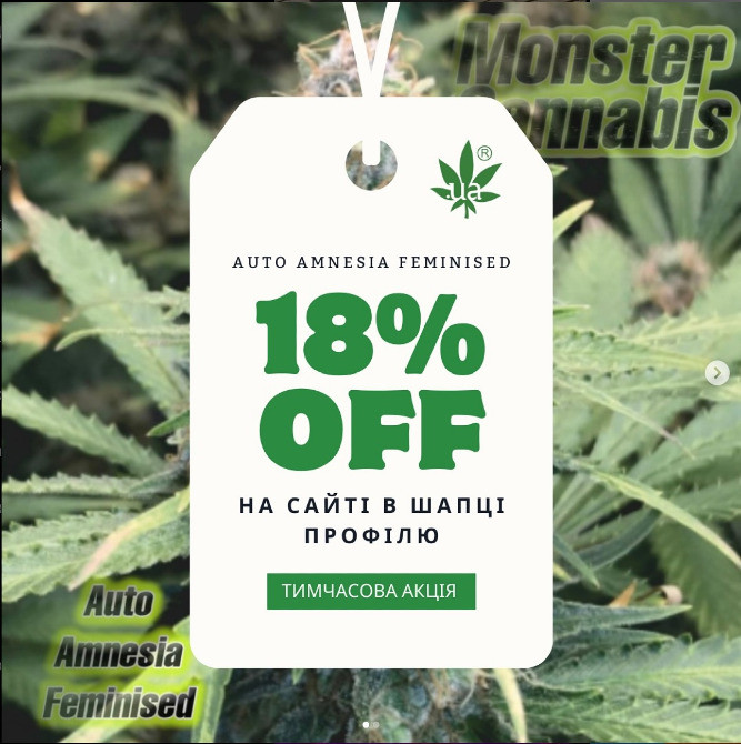 Продаж елітних зерен конопель оптом і вроздріб Харків - зображення 1