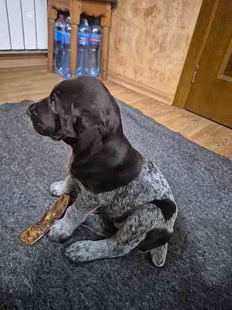 Продам цуценят Драатхар Запоріжжя