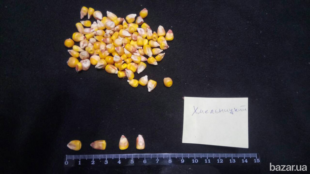 семена кукурузы от производителя Полтава - зображення 4