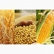 Закуповуємо відходи кукурудзи, пшениці, сої, соняшнику Харьков