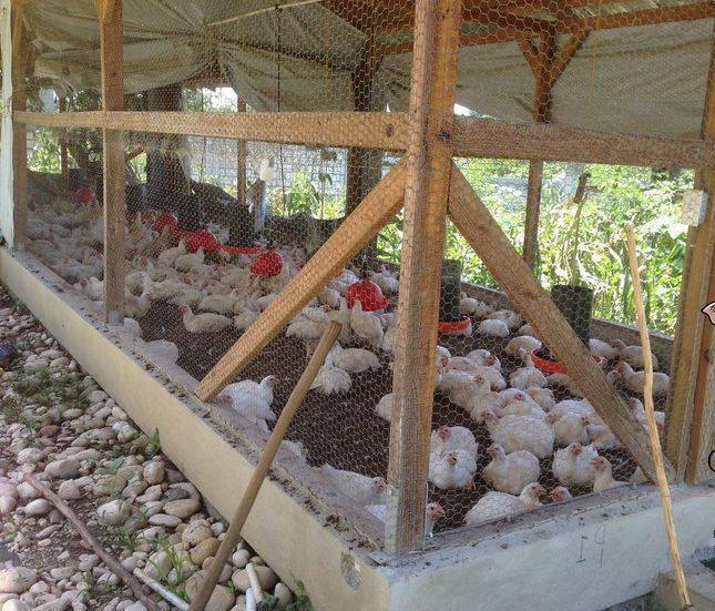 Сетка для птичьих вольеров Черновцы - изображение 2