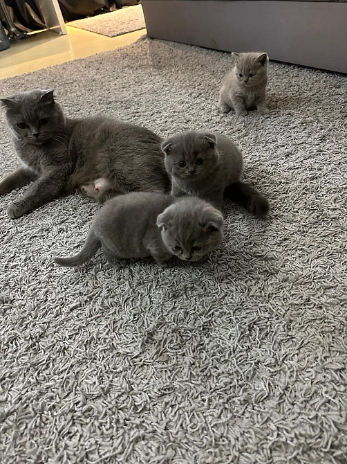 Шотландські кошенята Київ - зображення 2