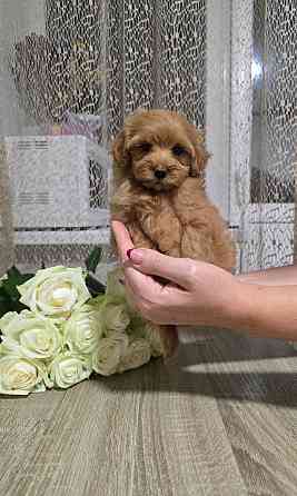 Мальтіпу Київ