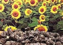 Пелета, брикети з лушпиння для підприємств. Черкаси - зображення 1