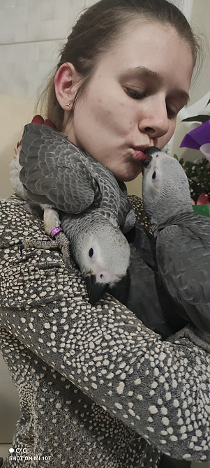 Сірий папуга жако. Африканский ручной попугай Киев - изображение 1