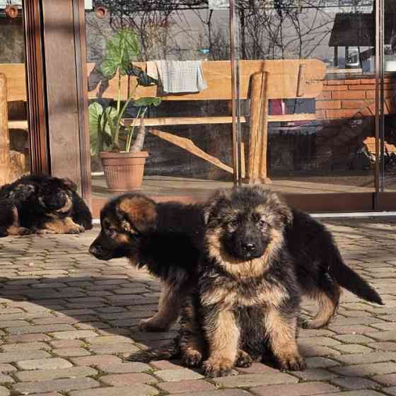 Вівчарки! Ужгород