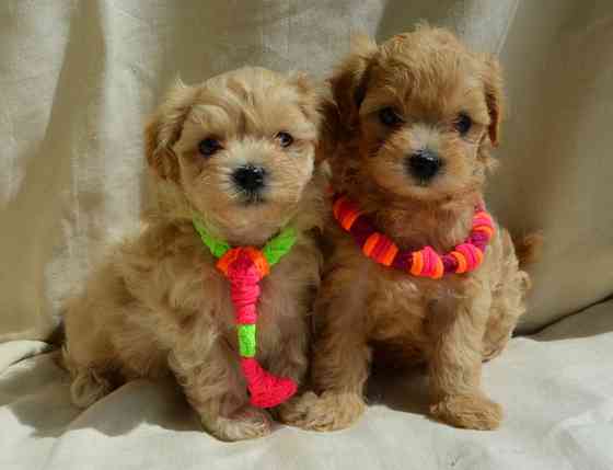 #МальтіпуF1#MaltipooF1#цуценята1,5міс#puppies 1.5 months Ukraine, Kyiv. Worldwide delivery. Достав Київ