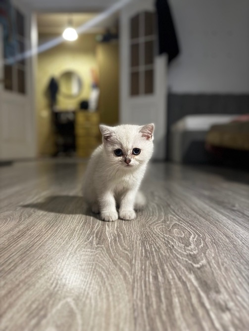 Чистокровная шотландская кошечка Одеса - зображення 2