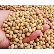 Куплю сою. Самовывоз Хмельницький