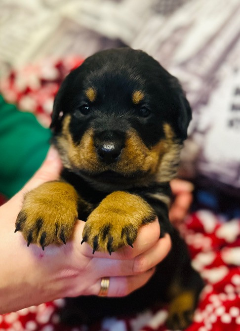 Продам ротвейлерів Київ - зображення 1