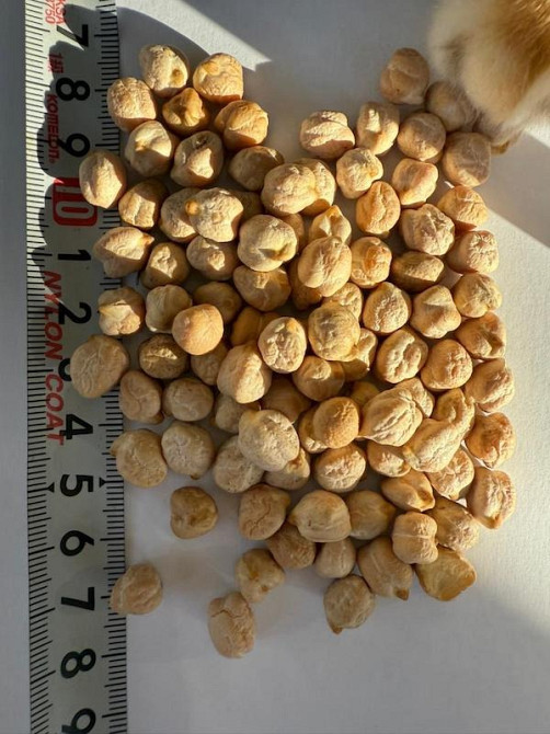 Насіння крупноплодного нуту сорту Зухал Одеса - зображення 1